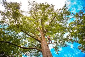 Surfside, FL Tree Care Company